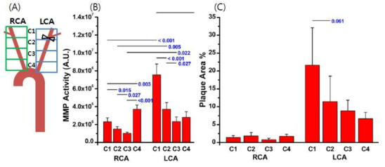 Right carotid artery(RCA) Left carotid artery(LCA)의 부분별 MMP 활성도와 혈관에서 동맥경화반이 차지하는 비율