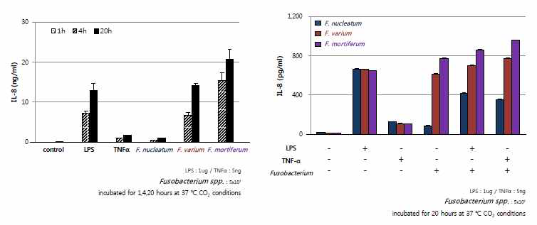 대장암세포주에 Fusobacteria 균주 자극 후 IL-8 단백 분비 변화