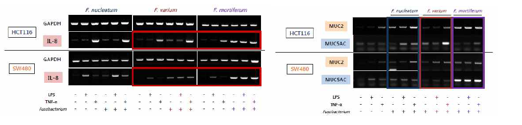 Fusobacteria 균주와 TNF-α (LPS) 동시 자극 후 IL-8과 MUC2, MUC5AC mRNA 발현 변화
