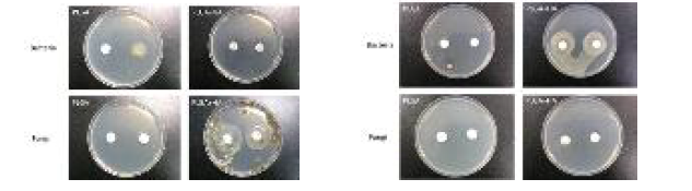 다공성 PLGA 지지체의 플라즈마 처리 전(그림 3: 좌측)과 후(그림 4: 우측)의 미생물 오염성 평가