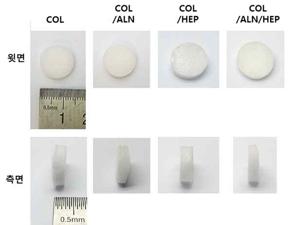 제조한 콜라겐 전달체 (COL: 콜라겐 단독, COL/ALN: 알렌드 로네이트 고정, COL/HEP: 헤파린 고정 ,COL/ALN/HEP:알렌드로네이트/헤파린 고정 콜라겐 전달체)