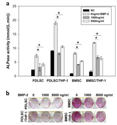 Osteoblastic differentiation of MSCs is inhibited by a high BMP-2 concentration. (a) ALPase activity from dental MSCs cultured alone or with THP-1 cells. THP-1 cells co-cultured with BMSCs/PDLSCs or monocultured THP-1 cells were incubated in osteogenic medium with 1,000 ng/ml or 5,000 ng/ml of BMP-2 for 5 days. (b) ALPase protein was detected by staining on day 5 using ALPase staining. Abbreviations: NC, negative control with no osteogenic differentiation. Each bar represents the mean ± S.E. of three independent experiment
