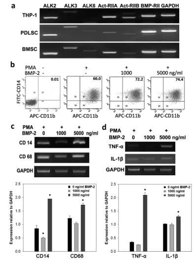 Characteristics of THP-1 cells in BMP-2-induced inflammation. (a) RT-PCR showed that MSCs and PMA-stimulated THP-1 cells had different levels of BMP receptors with partial similarity. (b) Flow cytometric analysis of CD14 and CD11b expression in THP-1 cells. The numbers of CD14 and CD11b double-positive cells were increased by BMP-2 treatment, regardless of dose. (c) RT-PCR for macrophage markers (CD14 and CD68) on THP-1 cells after treatment with various BMP-2 concentrations. Gene expression was normalized with GAPDH per each sample. (d) Gene expression determined by RT-PCR. IL-1β and TNF-α gene expression relative to GAPDH were measured