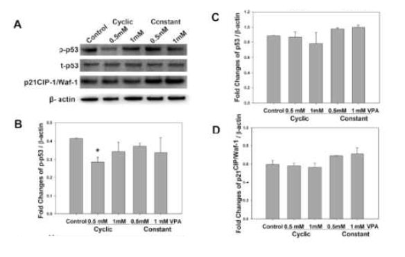 Apoptosis related to the p53-mediated cell cycle. (A) Immunoblot data for phospho-p53, total-p53, and p21CIP1/WAF1tumor suppressor genes related to apoptosis after cyclic and constant treatment of PDLSCs. (B,C,D) Fold changes of each gene were normalized toβ-actin
