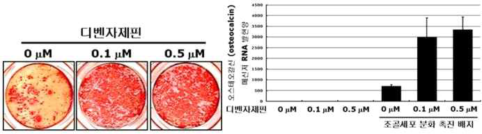 디벤자제핀의 조골세포 분화 촉진 효과.(좌): 조골세포 분화 촉진배지를 이용한 세포 배양조건으로 조골세포의 석회화를 유도하고 이를 알리자린 레드 S (Alizarin redS) 염색하였다. 디벤자제핀에 의해 조골세포에 의한 골 석회화가 농도 의존적으로 증가되었다. (우): 성숙한 조골세포 분화 표지 인자인 오스테오칼신 (Osteocalcin)의 메신저 RNA 발현 양을 리얼타임 중합효소 연쇄반응법(Real-time PCR)을 통해 측정하였다. 디벤자제핀에 의해 오스테오칼신의 메신저 RNA 발현양이 농도 구배적으로 증가되었다