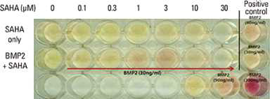 Induction of alkaline phosphatase (ALP) activity by suberoylanilide hydroxamic acid (SAHA). C2C12 cells were cultured in 96-well plates and stimulated with various concentrations of SAHA as indicated in the presence or absence of a fixed bone morphogenetic protein-2 (BMP-2) concentration (30 ng/mL). After 48 hr these cells were washed and fixed. ALP staining was conducted. As controls, several BMP-2 concentrations were used for comparison