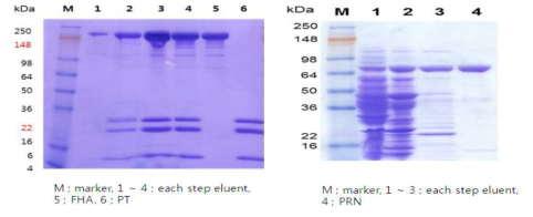 SDS-PAGE analysis of each step eluent during purification process