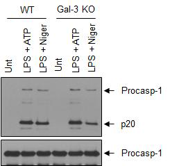 BMDM에서의 inflammasome 자극(LPS+ATP)에 의한 inflammasome 활성(caspase, IL1-b)의 변화