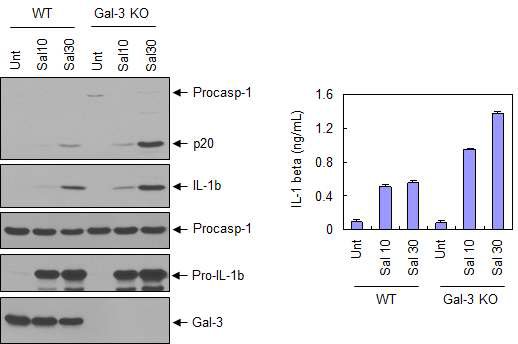 Galectin 3 deficienty BMDM에서의 inflammasome 자극(almonella (Sal) infection)에 의한 inflammasome 활성(caspase, IL1-b)의 변화