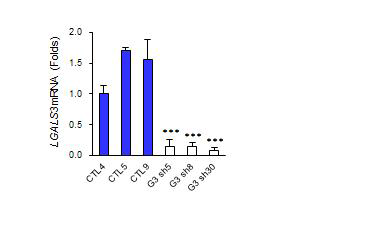 control cell line (CTL 4, 5, 9) 및 LGALS3 shRNA stable cell (G3 sh 5, 8,30)에서의 Lgals3의 유전자 발현확인