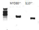 IL10/MyD88 double knockout mouse의 genotyping 결과