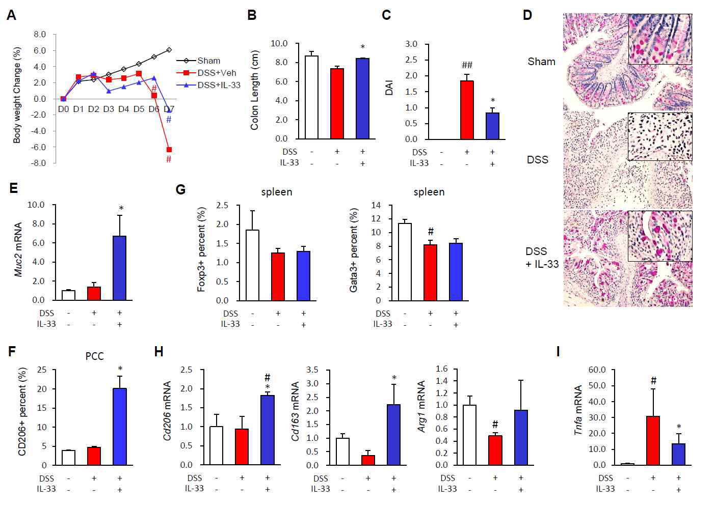 Effects of IL-33 on dextran sodium sulfate (DSS)-induced colitis in mice.(A) Body weight changes. The weight of each mouse was followed daily. (B) Effects of IL-33 on colon length. (C) Effects of IL-33 on the disease activity index (DAI). Disease activity at day 7 was scored according to the criteria outlined in the Materials and Methods. (D) Representative image of periodic acid-Schiff (PAS)-stained goblet cells in the colon.(E,H,I)mRNA expression in the mouse colon. mRNA expression of Muc2 (E), M2 markers (Cd206, Cd163, and Arg1) (H), and Tnfa (I) were evaluated by quantitative RT-PCR. (F) Flow cytometry analysis of the M2 macrophage (CD206+) populations in peritoneal cavity cells (PCCs) from treated mice.(G) Flow cytometry analysis of the Treg (Foxp3+) and Th1 (Gata3+) populations in the spleens of treated mice. Data are presented as means ±SE(n=5 mice/group). Recombinant IL-33 (mrIL-33) was i.p. injected daily (0.2 μg/mouse) for 5 days after treatment with 3% (w/v) DSS. #P < 0.05 vs. Sham control, *P < 0.05 vs. DSS as assessed by ANOVA