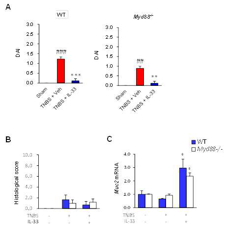 Effects of IL-33 on disease activity index (DAI, A), histological score (B),and Muc2 expression in colon tissue (C) of wild-type (WT) and Myd88 deficient (Myd88-/-)micewith2,4,6-trinitrobenzenesulfonicacid(TNBS)-inducedcolitis(n=5).Toassessthe effectsofIL-33onenterocyteandmacrophageearlyindisease,100μlTNBSsolution(1.8%(w/v))in40 %ethanolwasinjectedintothecolonofeachmouseandDAIscoreatday6(D6)wasobtained.##P < 0.01 vs. Sham, ###P < 0.005 vs. Sham, **P < 0.01 vs. TNBS, ***P < 0.005 vs. TNBS. Veh, treated with vehicle; IL-33, treated with mrIL-33; TNBS, injected with 2,4,6-trinitrobenzenesulfonic acid