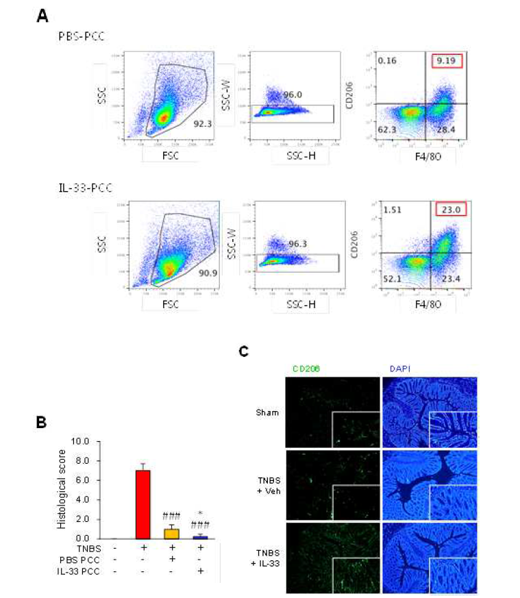 Male C57BL/6 mice were inoculated i.p. with IL-33 (1 μg/mouse) or PBS for 3 consecutive days (A). Next, peritoneal cavity cells (PCCs) were extracted from the peritoneum of each mouse by washing the peritoneal cavity with cold PBS. F4/80 positive cells were sorted from the extracted PCCs and i.p. injected (1 ´106cells)intotherecipientmice.After2days,2,4,6-trinitrobenzenesulfonicacid(TNBS)solutionwasin jectedintothecolonofeachrecipientmouse(B, C). (A) Representative flow cytometry gating strategies of peritoneal cavity cells (PCCs) isolated from PCC-treated mice (n = 5). (B) Histological score of the colon from TNBS-treated mice. Values are expressed as means (n = 5); error bars represent ±SDs. (C) Representative image of mouse colon immunostaining (n = 3-4). CD206 is visualized in green using fluorescent conjugated antibodies. Nuclei were counterstained with DAPI (blue). ###P < 0.05 vs. TNBS, *P < 0.05 vs. PBS PCC as assessed by ANOVA. Veh, treated with vehicle; IL-33, treated with mrIL-33; TNBS, injected with 2,4,6-trinitrobenzenesulfonic acid