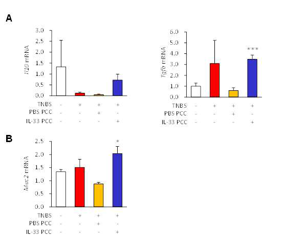 Effects of IL-33 on the mRNA expression levels of M2 and goblet cell markers in the colons from peritoneal cavity cell (PCC)-treated mice. (A) mRNA expression of Il10 and Tgfb. (B) mRNA expression of Muc2. Male C57BL/6 mice (n = 5) were inoculated i.p. with IL-33 (1 μg/mouse) or PBS for 3 consecutive days. Next, peritoneal cavity cells (PCCs) were extracted from the peritoneum of each mouse by washing the peritoneal cavity with cold PBS. F4/80 positive cells were sorted from the isolated PCCs and i.p. injected (1x 106cells) into the recipient mice. After 2 days, ,4,6-trinitrobenzene sulfonic acid (TNBS) solution was injected into the colon of each recipient mouse.***P < 0.005 vs. PBS PCCs as assessed by ANOVA. Veh, treated with vehicle; IL-33, treated with mrIL-33; TNBS, injected with 2,4,6-trinitrobenzenesulfonic acid