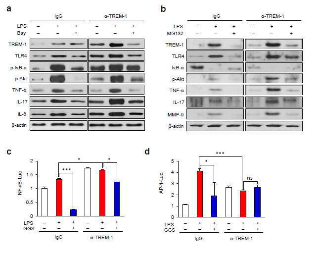 The effects of NF-κB and proteasome inhibition on amplification of TLR4 signalling by TREM-1 stimulation. (a,b) RAW264.7 cells were pre-treated with an NF-κB inhibitor (MG132 treatment, a) and a proteasome inhibitor (Bay 11-708, b) and were then treated with or without LPS (10 μg/mL) in the presence of IgG antibody or anti-TREM-1 antibody (1 μg/mL) for 24 h. Levels of TREM-1, TLR4, IκB-α, TNF-α, IL-17, IL-6, MMP-9, and β-actin and phosphorylation of IκB-α and Akt were analysed using Western blotting. Blots are representative of 3 independent experiments. (c,d) Measurements of NF-κB and AP-1 transactivation. RAW264.7 cells were transfected with reporter vectors, pNF-κB-Luc (c) or pAP-1-Luc (d), pre-treated with GGS, and treated with or without LPS (10 μg/mL) in the presence of IgG antibody or anti-TREM-1 antibody (0.4 μg/mL). Luciferase activity was normalized based on protein amount and the values are indicated by fold change. α-TREM-1, treated with TREM-1 agonist antibody; Bay, treated with Bay 11-7082 (15 μM); GGS, treated with guggulsterone (20 μM); MG132, treated with MG132 (10 μM); IgG, immunoglobulin Gisotype control; LPS, treated with lipopolysaccharide; ns, not significant. Data represent means ± S.D. values (n = 3). *p < 0.05, ***p < 0.005