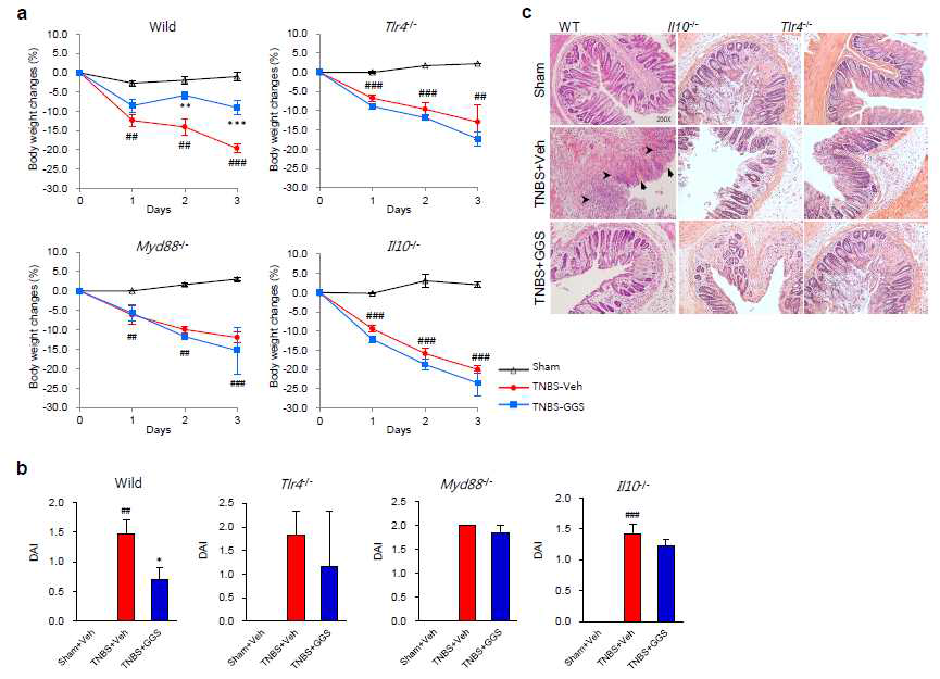 Anti-inflammatory effects of guggulsterone disappeared in in IL-10-,TLR4-, and MyD88-deficient mice. The ability of guggulsterone (GGS) to inhibit colitis induced by intrarectal injection of TNBS was evaluated in wild-type and TLR4-,MyD88-, and IL-10-deficient mice. (a) Body weight changes. (b) Disease activity index (DAI). DAI at day 3 was scored according to the criteria outlined in the Materials and Methods. (c) Hematoxylin and eosin (H GGS, administered with guggulsterone; TNBS, injected with TNBS. Data are expressed as mean ± S.E.M. (n =4). ##p < 0.01 vs. Veh, ###p < 0.005 vs. Veh, *p < 0.05 vs. TNBS+Veh, **p < 0.01 vs.TNBS+Veh, ***p < 0.005 vs. TNBS+Veh