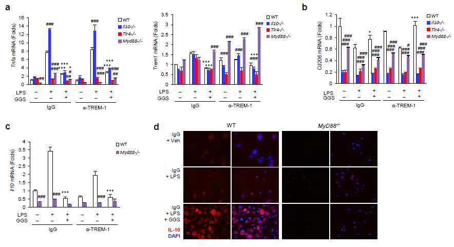 M2 polarisation of mouse bone marrow-derived macrophages by guggulsterone requires IL10 and partly TLR4 signalling. Bone marrow-derived macrophages (BMDMs) were isolated from wild-type (WT), Ill0-/-,Tlr4-/-, and MyD88-/- mice, and were differentiated into BMDMs for 1 week. BMDMs were pretreated with GGS and treated with LPS in the presence or absence of anti-TREM-1 antibody for 4h (a-c) or 24 h (d). Total RNA was isolated, and quantitative real-time PCR was performed using M1 markers (a: Tnfa, Trem1) and M2 markers (b: Cd206; c: Il10). Data represent means ± S.D. (n = 3–4). (d) Immunofluorescent staining of IL-10 (red) in BMDMs isolated from wild-type mice (left) and Myd88-deficient mice (right). DAPI (blue) staining shows the nuclei. Figures are representative of 2 independent experiments (original magnification ×400). Veh, treated with vehicle; GGS, treated with guggulsterone (20 μM); LPS, treated with LPS (100 ng/mL); α-TREM-1, treated with TREM-1 agonist antibody (0.4 μg/mL); IgG, immunoglobulin G isotype control (0.4 μg/mL). #p < 0.05 vs. WT, ##p < 0.01 vs. WT, ###p < 0.005 vs. WT,*p < 0.05 vs. LPS,***p < 0.005 vs. LPS