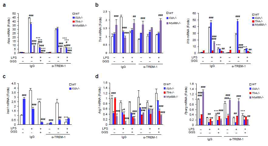 Guggulsterone suppresses M1 markers but induces M2 markers in mouse bone marrow-derived macrophages. Bone marrow-derived macrophages (BMDMs) were isolated from wild type (WT), Il0-/-, Tlr4-/-, and MyD88-/-mice. BMDMs were pre-treated with GGS and treated with LPS in the presence or absence of anti-TREM-1 antibody for 4h. Total RNA was isolated, and quantitative real-time PCR was performed using M1 markers, iNos (a), Tlr4 and Il1b (b), and Irak1 (c), and M2 markers, Arg1and Pparg (d). GGS, treated with guggulsterone (20 μM); LPS, treated with LPS (100ng/mL); α-TREM-1, treated with TREM-1 agonist antibody (0.4 μg/mL); IgG, immunoglobulin G isotype control (0.4 μg/mL). Data represent the means ± S.D. (n = 3–4). #p < 0.05 vs. WT, ##p < 0.01 vs. WT, ###p < 0.005 vs. WT,***p < 0.005 vs. LPS