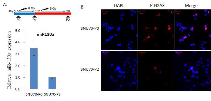 방사선 저항성 세포주에서 miR-130a의 발현양 확인