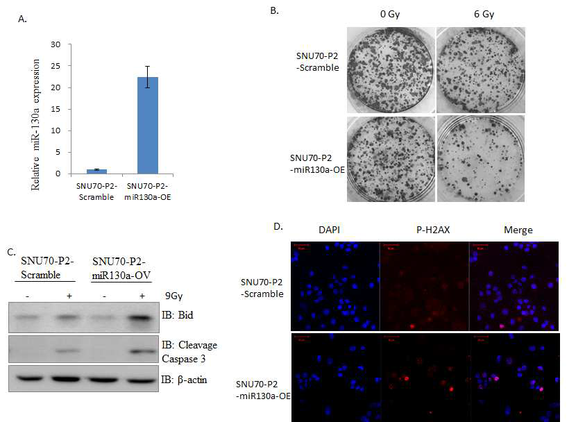 miR-130a에 의한 방사선 민감도 증가