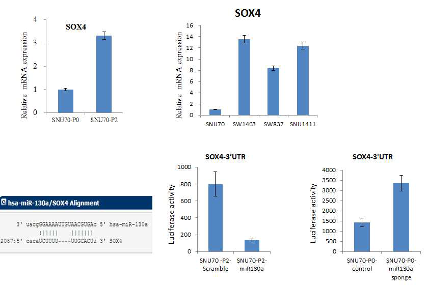 miR-130a의 타겟 유전자인 SOX4의 조절 기전 규명