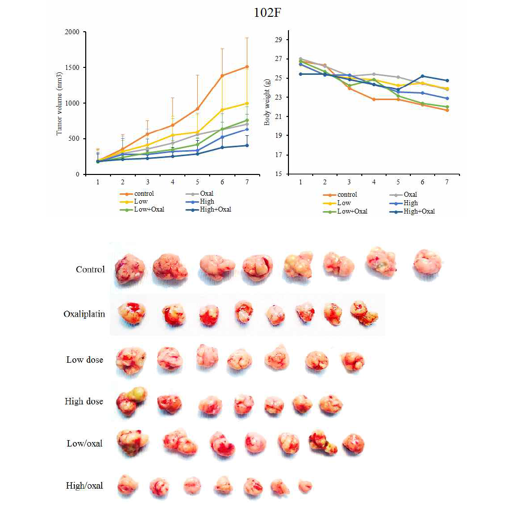 102F 환자 조직에 대한 약물의 효능 평가