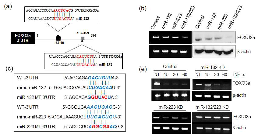 miRNA 타겟 유전자인 FOXO3a 조절 기전 규명