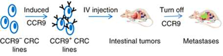 CCR9 발현 조절을 통한 대장암 전이 유도