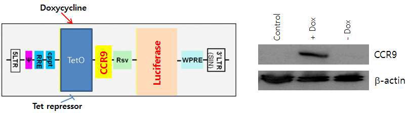 Lentiviral CCR9 발현 시스템과 Doxycycline에 의한 발현 조절