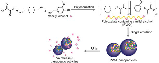 과산화수소 감응성 고분자인 PVAX의 합성 및 나노입자의 제조