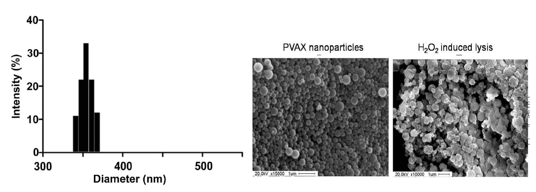 PVAX 나노입자의 모양 및 크기분포