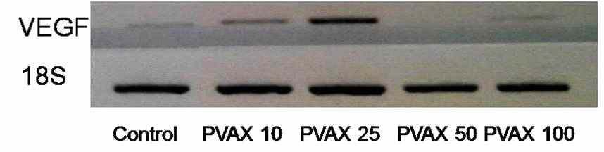 PVAX 나노입자에 의한 VEGF의 발현