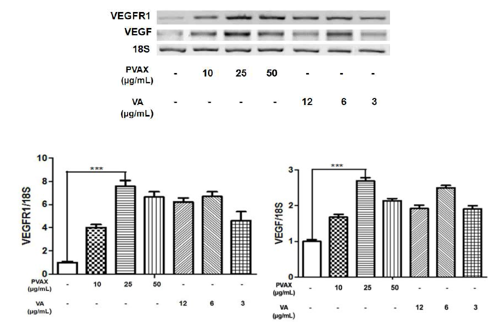 Normoxia 상태에서의 PVAX 나노입자의 VEGF, VEGFR1 발현 촉진