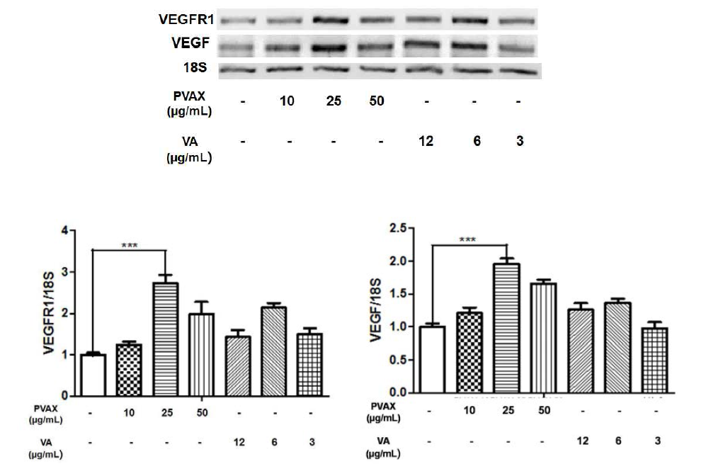 Hypoxoxia 상태에서의 PVAX 나노입자의 VEGF 발현 촉진