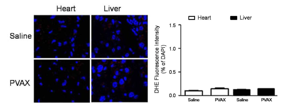 DHE 염색을 통한 심장과 간에서의 활성산소 발현 평가