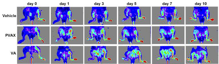 생쥐 대퇴동맥 결찰을 통한 하지허혈 모델의 Doppler Laser 영상