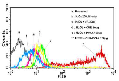 urcumin이 포접된 PVAX는 나노입자의 산화스트레스 억제효과분석