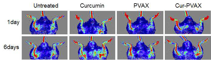 curcumin이 포접된 PVAX는 나노입자의 혈액공급 및 혈관생성 촉진