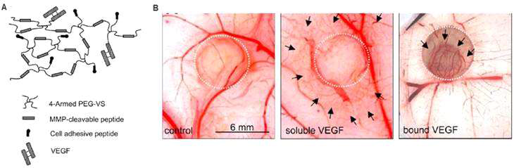 hydrogel로 전달되는 VEGF를 이용한 혈관재생 (FASEB J.2003;17(15):2260-2)