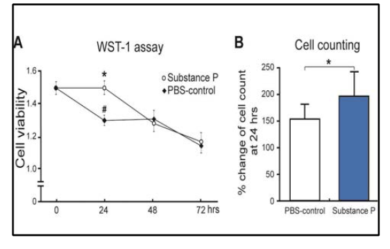 WST-1 assay 및 hematocytometry 결과. 정상 건세포에 SP 10-6 M 처리 후 분석. 24시간 후에 건세포의 생존이 대조군에 비해 유의하게 증가되었지만, 이후 다시 대조군과 같은 수준으로 감소함. Hematocytometry 역시 24시간 뒤에 세포 수가 더 증가하는 결과를 보임