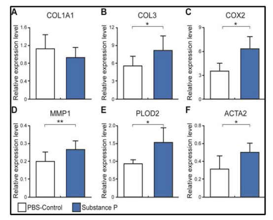 qRT-PCR 결과. 앞서 조사한 WST-1 결과상 SP 처리 24시간 뒤에 가장 현저한 차이를 보였기 때문에, 정상 건세포에 SP 10-6 M 처리 24시간 후에 COL1A1 (A), COL3 (B), COX2 (C), MMP1 (D), PLOD2 (E), ACTA2 (F)의 유전자 발현을 PBS control 군과 비교함. GAPDH를 대조 유전자로 사용하였다. 분석 결과 건병증에서 관찰되었던 유전자 발현과 비슷한 패턴을 보임. COL1은 별 영향이 없었으며, COL3가 상대적으로 증가됨. MMP1, COX2, PLOD2, ACTA2 유전자의 증가됨