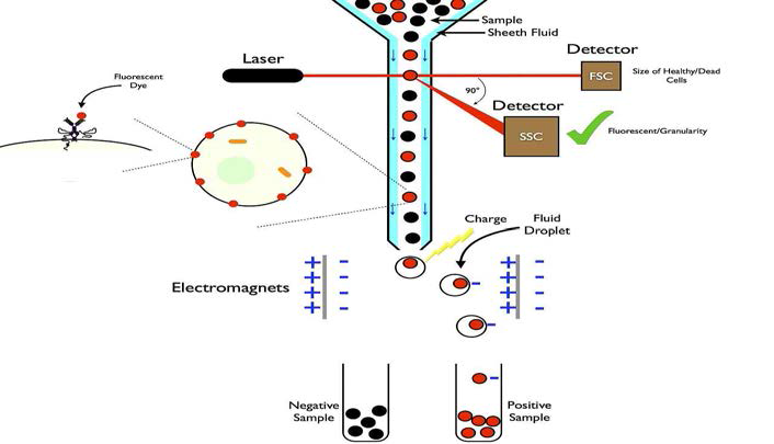 Fluorescence-activated cell sorting (FACS) 모식도