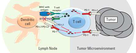 면역체크포인트를 통한 종양세포의 면역회피기전