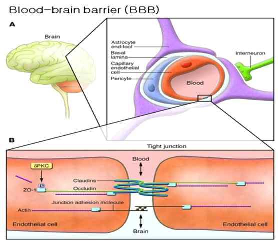 뇌혈관장벽의 구조 및 구성세포