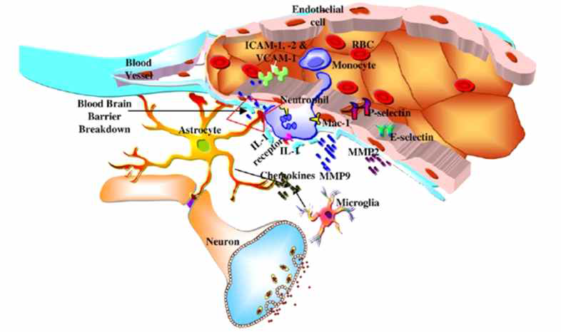 뇌혈관장벽 파괴에 따른 혈액세포 유입 및 염증반응