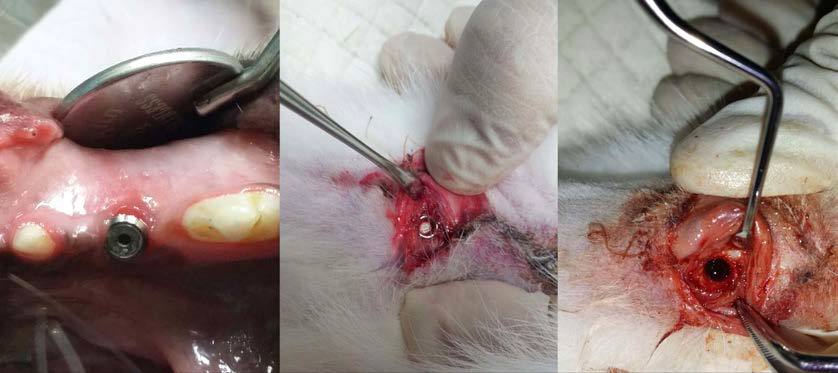 Long-term maintenance에서 관찰되는 IMDDS의 모습, mild gingivitis in canine mandible (left), dermal infection in rabbit tibia (middle and right)