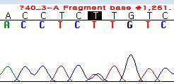 Mutant-to-wild-type ratio가 4:6일 때의 chromatogram