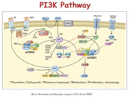암 발생과정에서 PI3K pathway의 역할