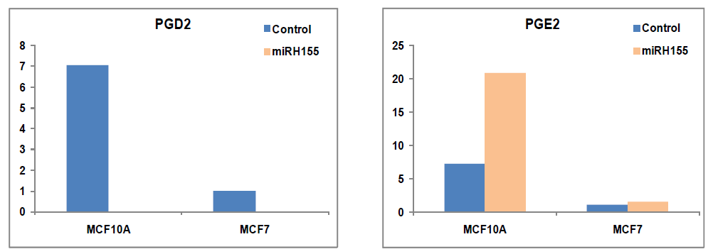 유방암 cacner cell에서의 miR-155의 과발현에 따른 PGD2, PGE2의 발현변화